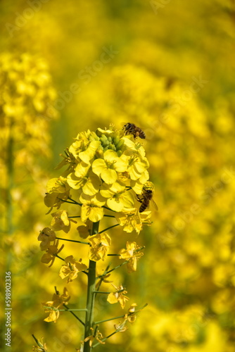 菜の花とみつばち
