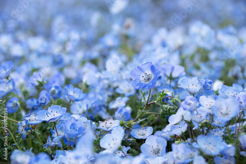 雨のモネフィラ