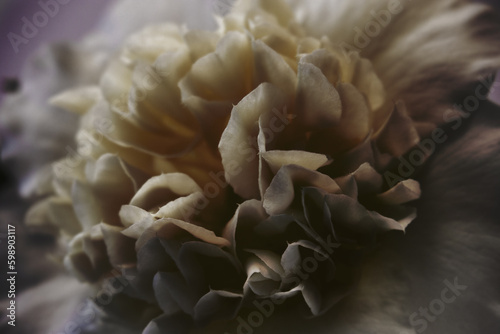 Close-up of the Camellia cream color flower