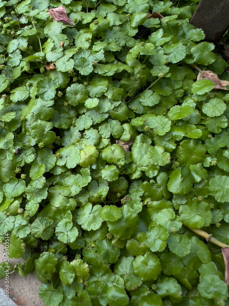green leaves background