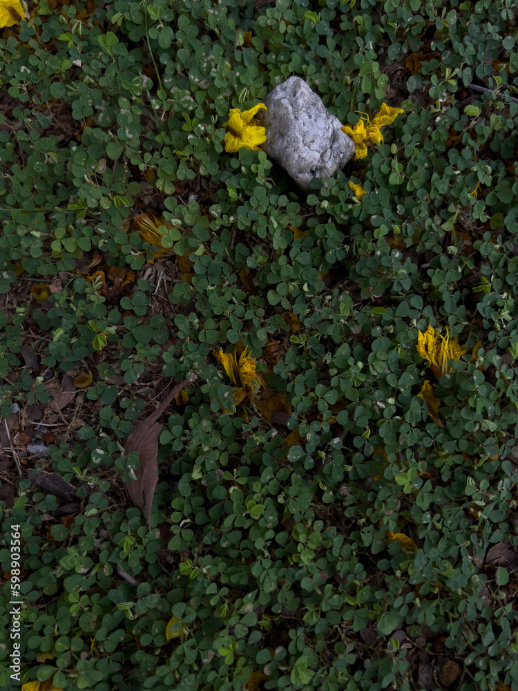 yellow flowers and moss on ground yellow flowers and moss on ground