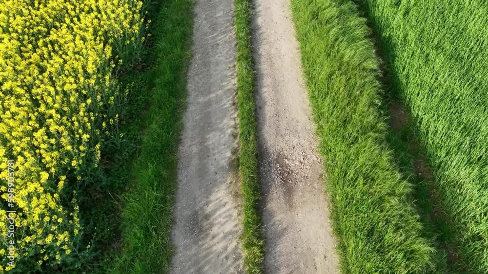 suivi d'un chemin de campagne en vue aérienne avec élévation au dessus d'un magnifique champ de colza