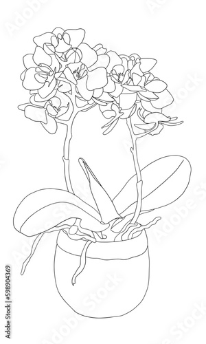 Handdrawn Orchidee im Blumentopf Vektorgrafik schwarz-weiß