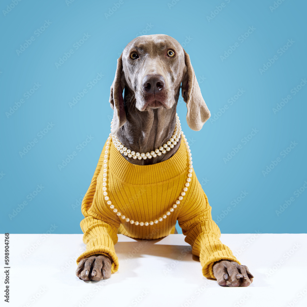 Beautiful eyes of Weimaraner dog, with brown shiny fur in yellow