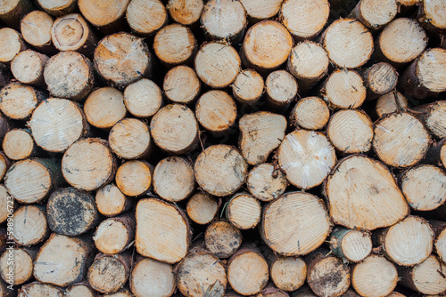 A pile of downed tree trunks.