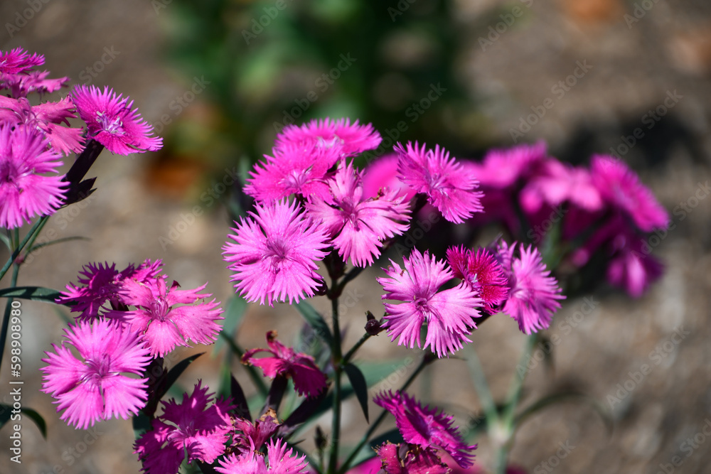 Obraz premium ナデシコ Dianthus
