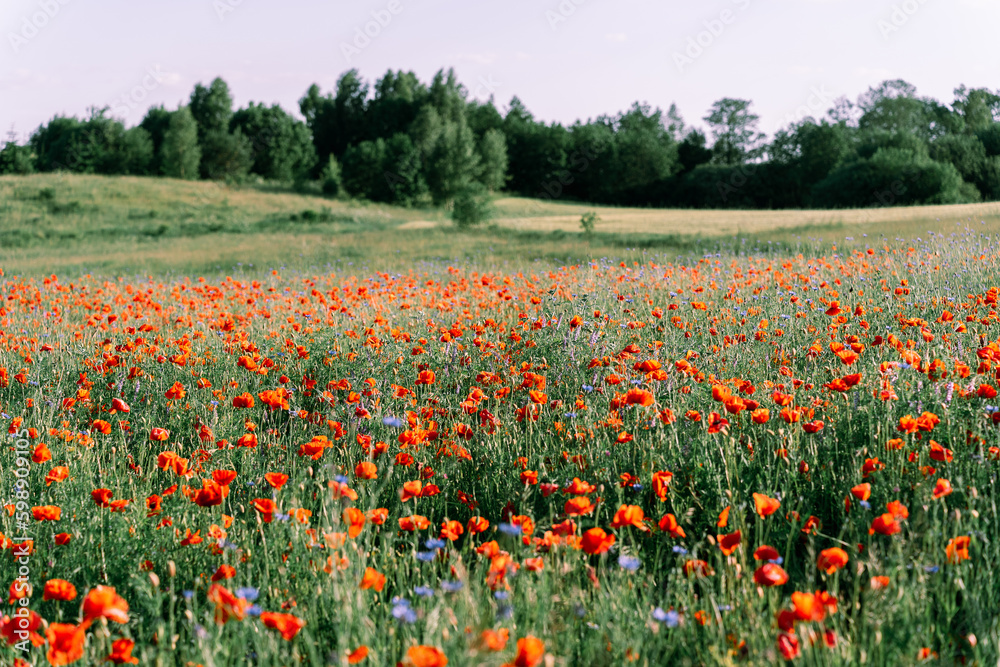 Rural nature in late spring or early summer. Flowering poppy field, small hill cover, meadow and forest