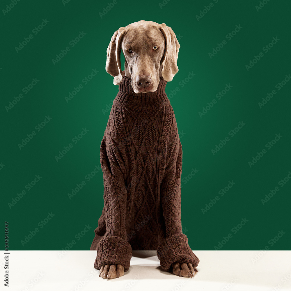Portrait of cute dog with sad eyes wearing brown warm sweater posing over green studio background. Concept of pets, animal health care, love, friendship, breed, grooming procedures, ad Portrait of cute dog with sad eyes wearing brown warm sweater posing over green studio background. Concept of pets, animal health care, love, friendship, breed, grooming procedures, ad