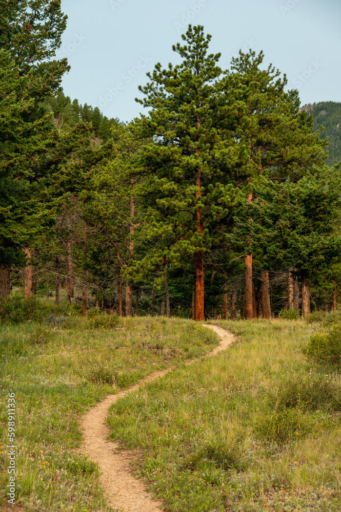Narrow Dirt Trail Heads Into a Grove of Pines Narrow Dirt Trail Heads Into a Grove of Pines