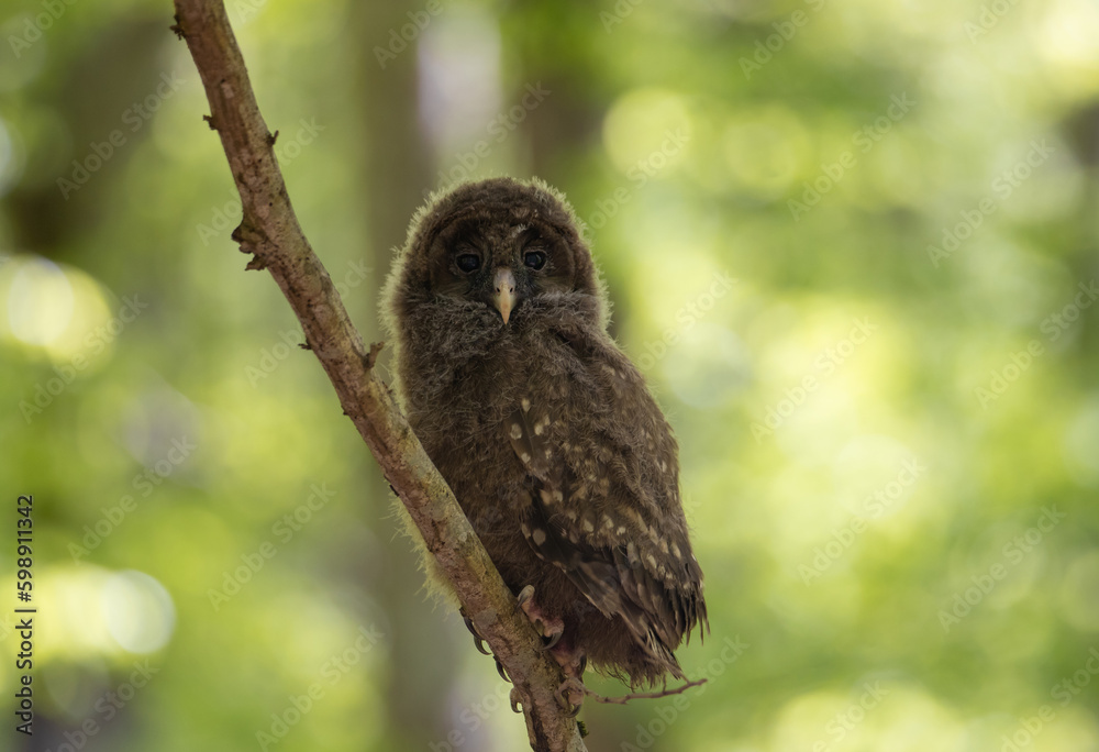A baby Ural owl sitting on a tree branch A baby Ural owl sitting on a tree branch