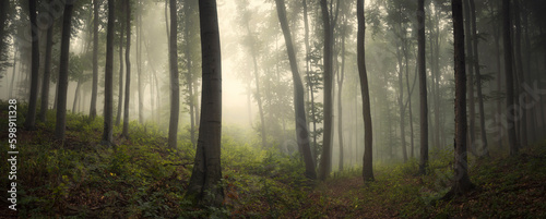 morning in green woods, forest panorama