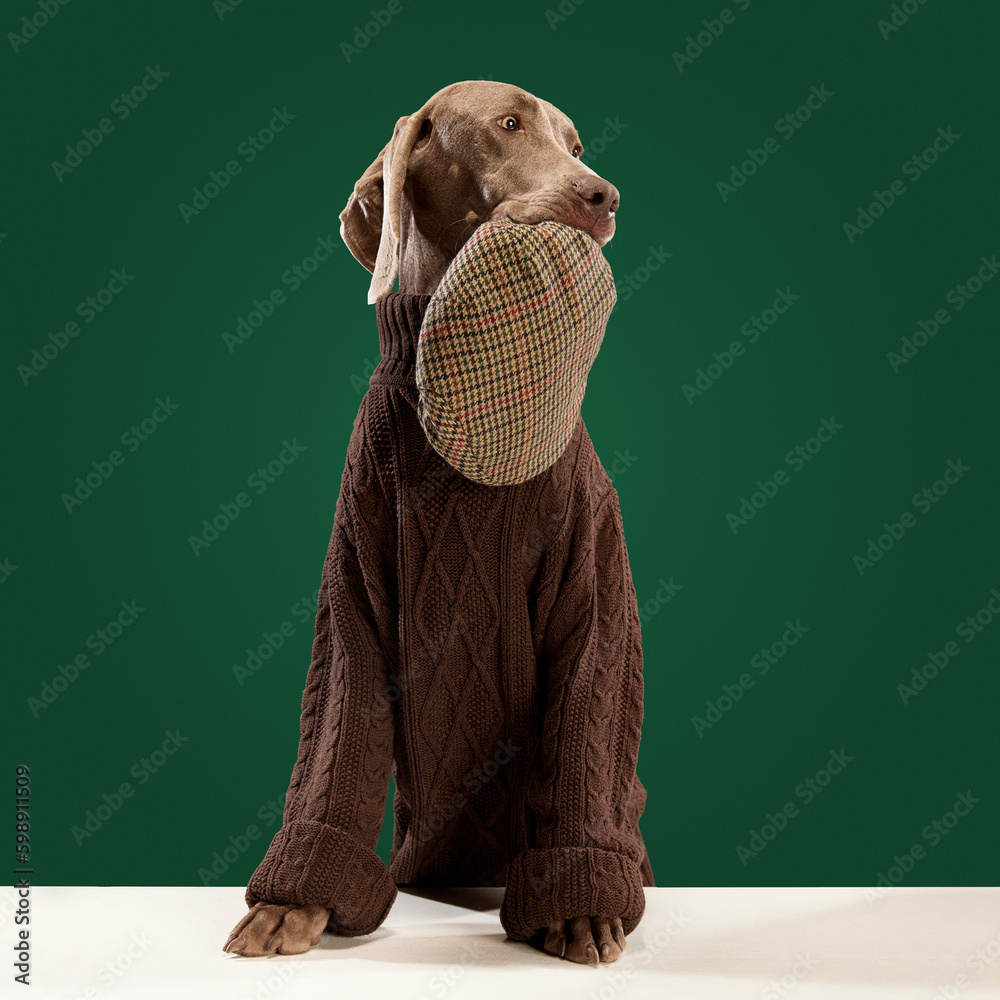 Portait of clever dog Weimaraner wearing sweater holding owner’s hat in
