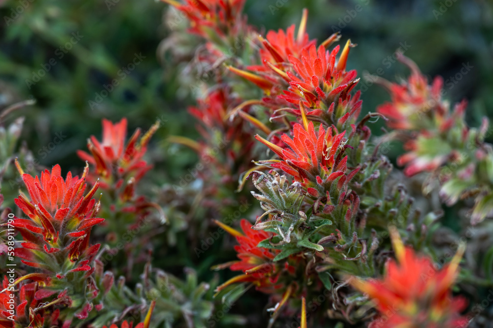 Orange Paintbrush Blossoms Grow on Bushes in Kings Canyon Orange Paintbrush Blossoms Grow on Bushes in Kings Canyon