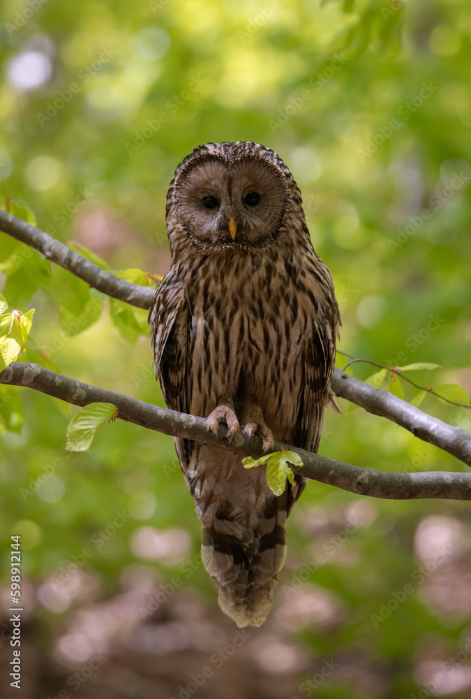 A Strix uralensis bird sitting on a branch in the woods A Strix uralensis bird sitting on a branch in the woods