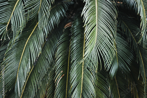 Tropical palm leaves close-up background.