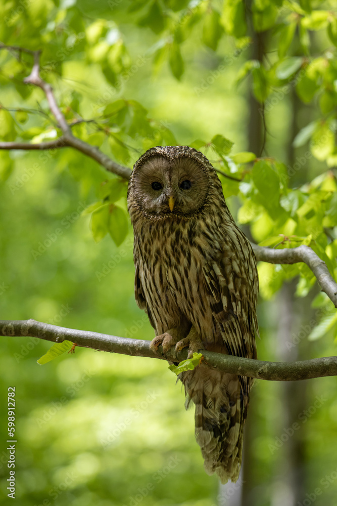 A Strix uralensis bird (Ural owl) sitting on a branch A Strix uralensis bird (Ural owl) sitting on a branch