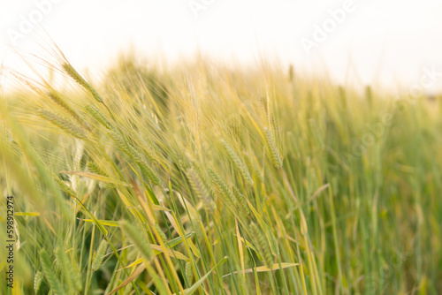 夕日と小麦