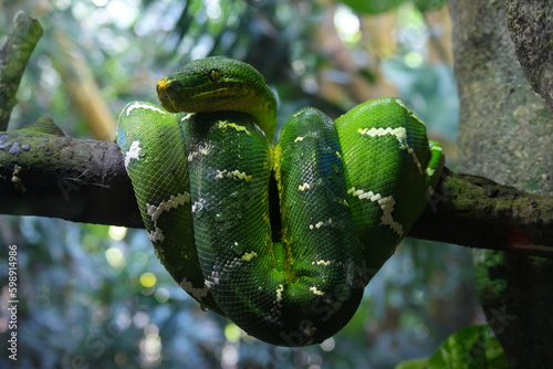 A green tree python, at Singapore Zoo. photo