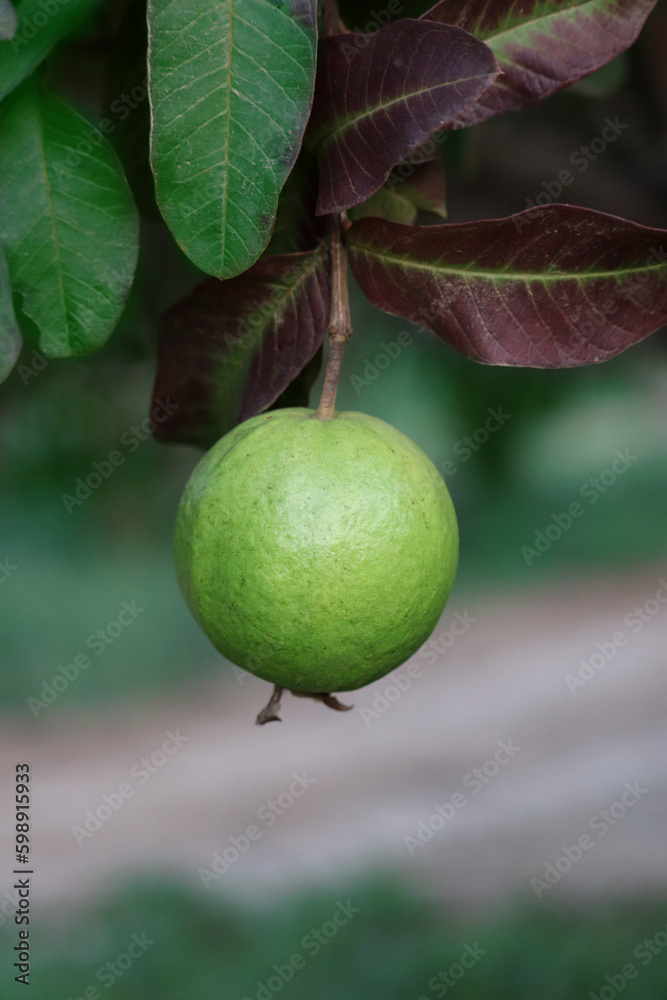 Fresh guava (Amrood) in winter, best closeup. Fresh guava (Amrood) in winter, best closeup.