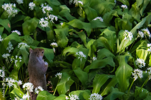 Photo shoot of a curious squirrel photo