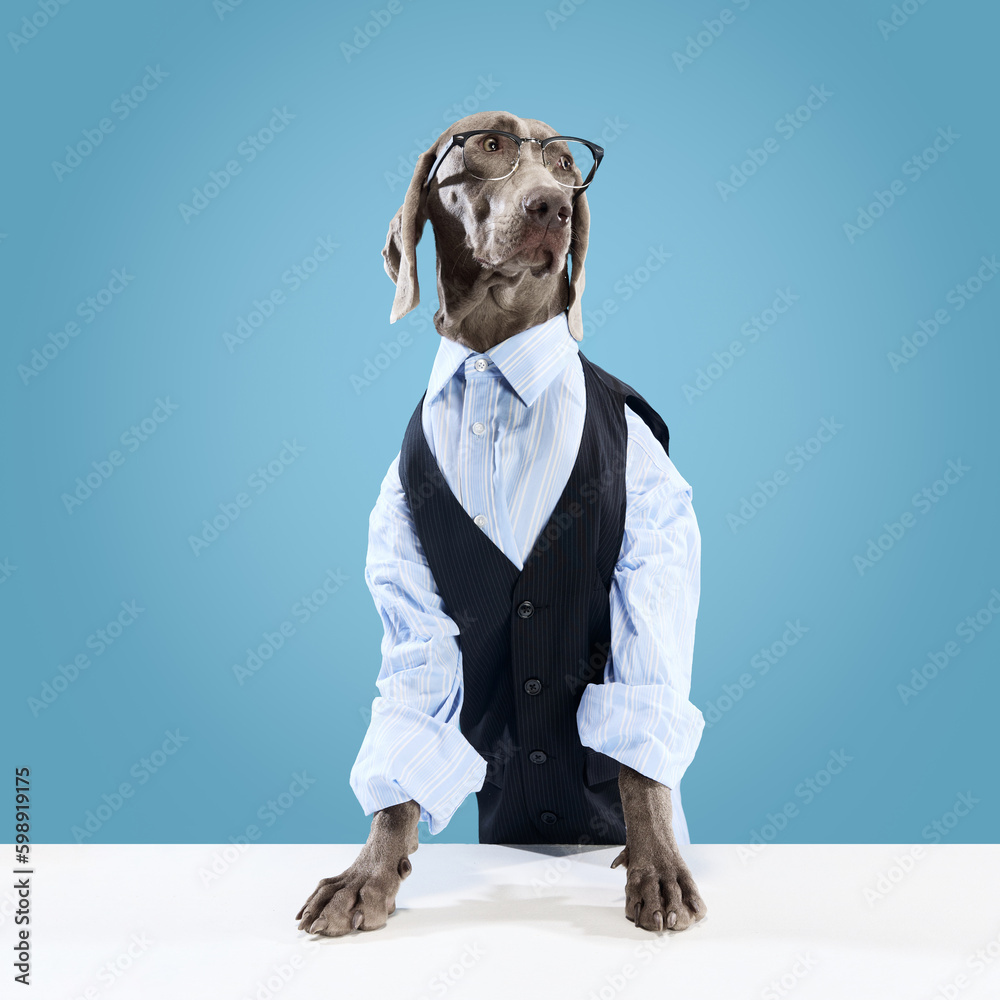 Business dog. Portrait of funny Weimaraner wearing classic suit and eyeglasses posing like a model over blue studio background. Concept of love, pet care, animals health, fashion, friends, ad - obrazy, fototapety, plakaty 