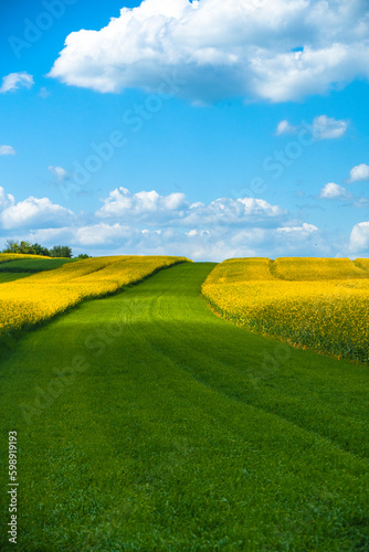 Pole Rzepaku na Wzgórzu
