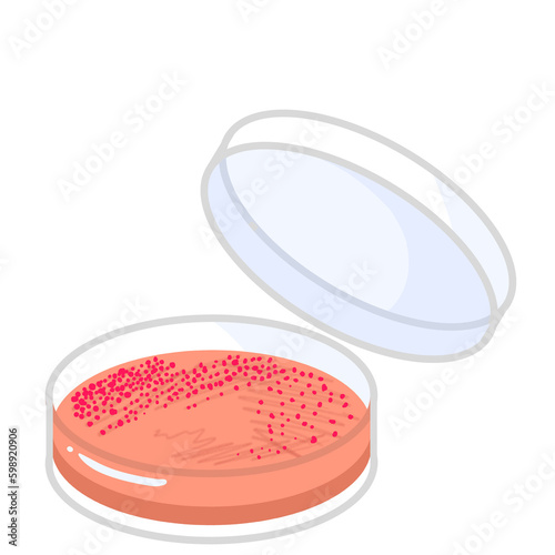 Fotótapéta The isolation of bacteria on agar plates