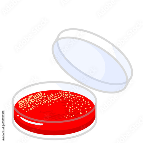 The isolation of bacteria on agar plates. Lactose fermenters turn red or pink and nonfermenters do not change color on MacConkey agar. Petri dish illustration.