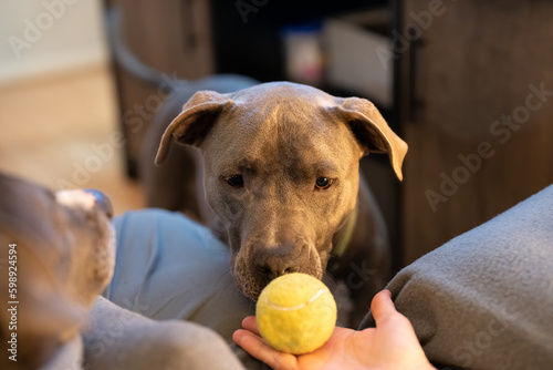 pitbull puppy watching tennis ball and waiting to play close up portrait photo