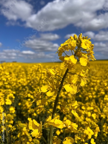 yellow rapeseed field