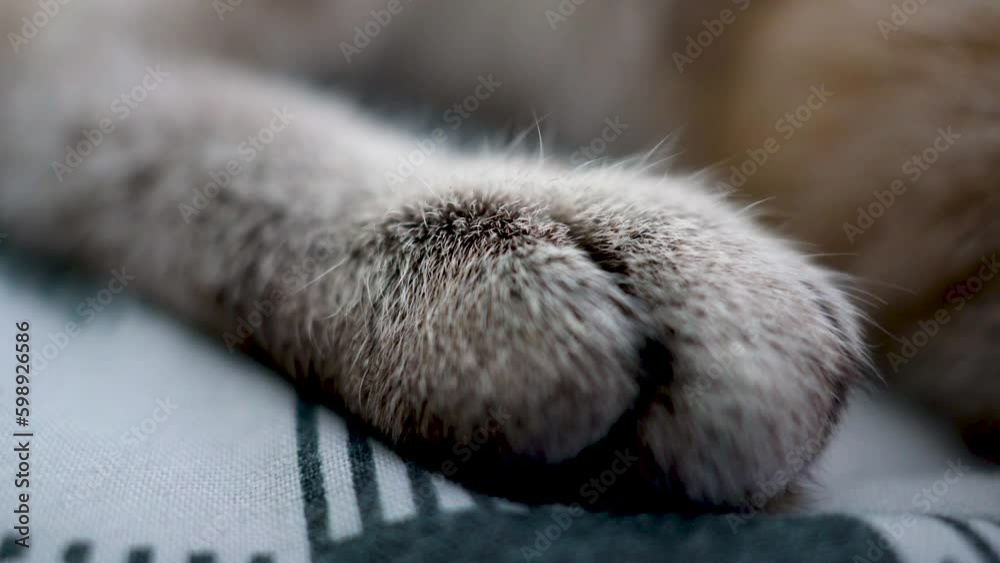 Cat's foot. close-up of the cat's leg, macro Cat's foot. close-up of the cat's leg, macro