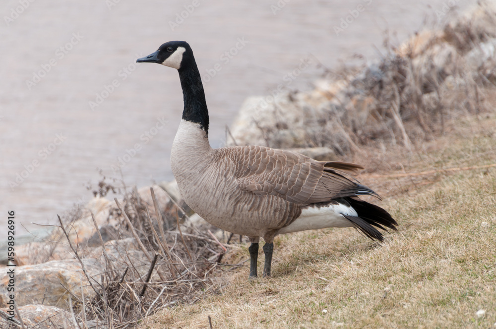 Canada Goose On River Shoreline In Spring