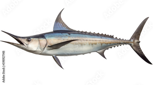 Photos Espadon voilier argenté, entier, détouré