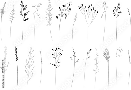 Field and meadow herbs, black outline, trend sketch for eco design. Sketch of medicinal plants, vector drawing for packaging or textile.