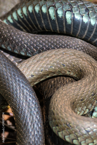 Snake bodies curled up at each other