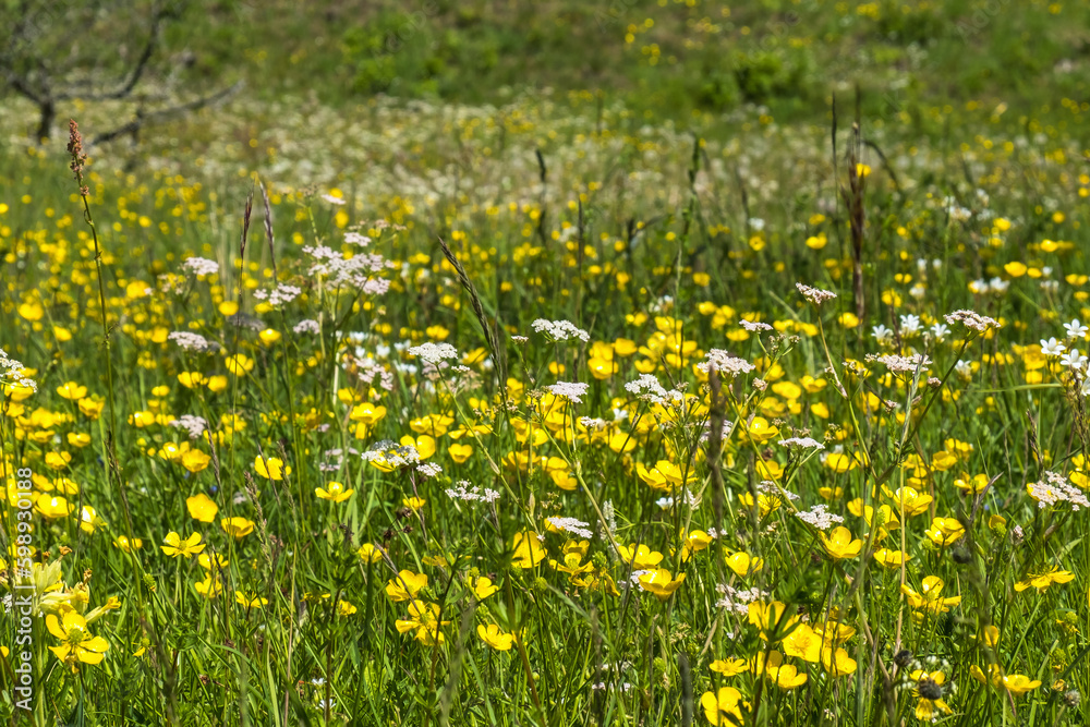 Sunny meadow with flowering Meadow buttercups