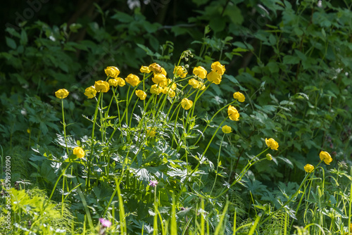 Globeflower blooming in the sunshine on a meadow