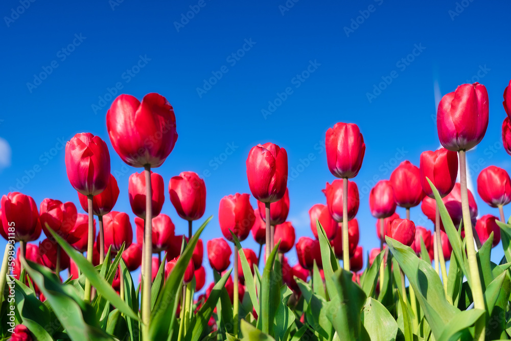 Tulips on the bright blue sky background. Blooming season. Colors as background and wallpaper. A field and a bright sky. Blurred background.