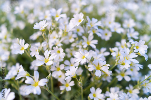 White flowers as a background. View from above. Blooming season. Colors as background and wallpaper. A field of flowers. Blurred background.