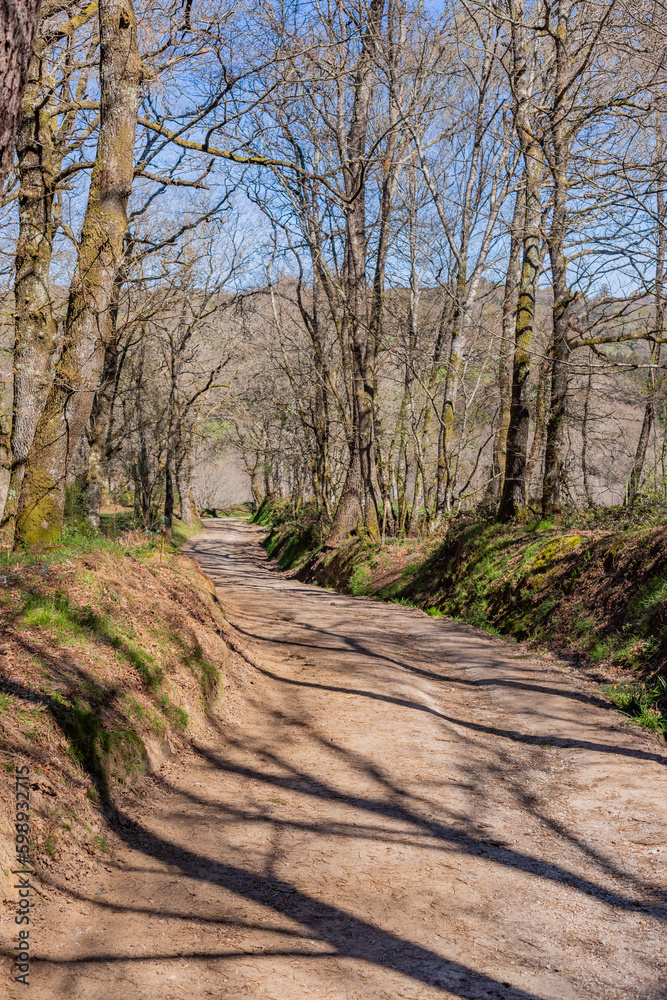 Fototapeta premium The road in the Camino de Santiago