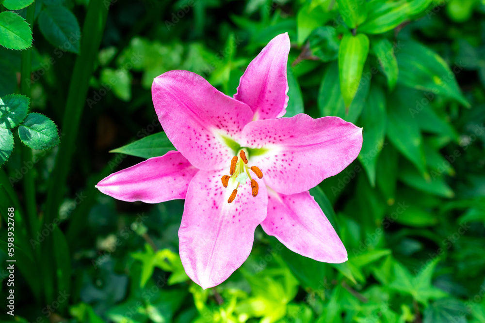 Stargazer lily | Asiatic lily | Lilium bulbiferum
