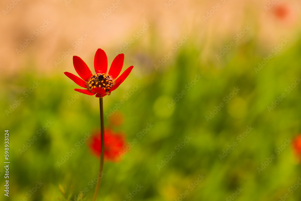 A red flower stands out against a green background.