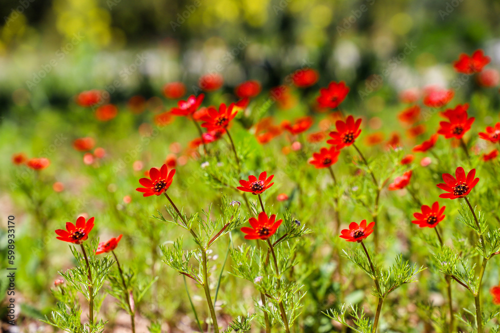 A red flower stands out against a green background.
