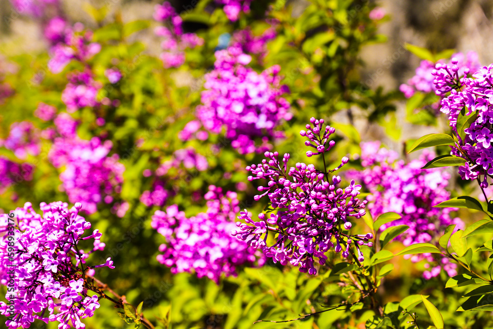 Big lilac branch bloom. Bright blooms of spring lilacs bush. Spring purple lilac flowers close-up on blurred background. Bouquet of purple flowers Big lilac branch bloom. Bright blooms of spring lilacs bush. Spring purple lilac flowers close-up on blurred background. Bouquet of purple flowers