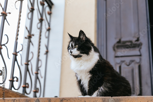 A black and white cat is sitting on the threshold of the house at the front door.
