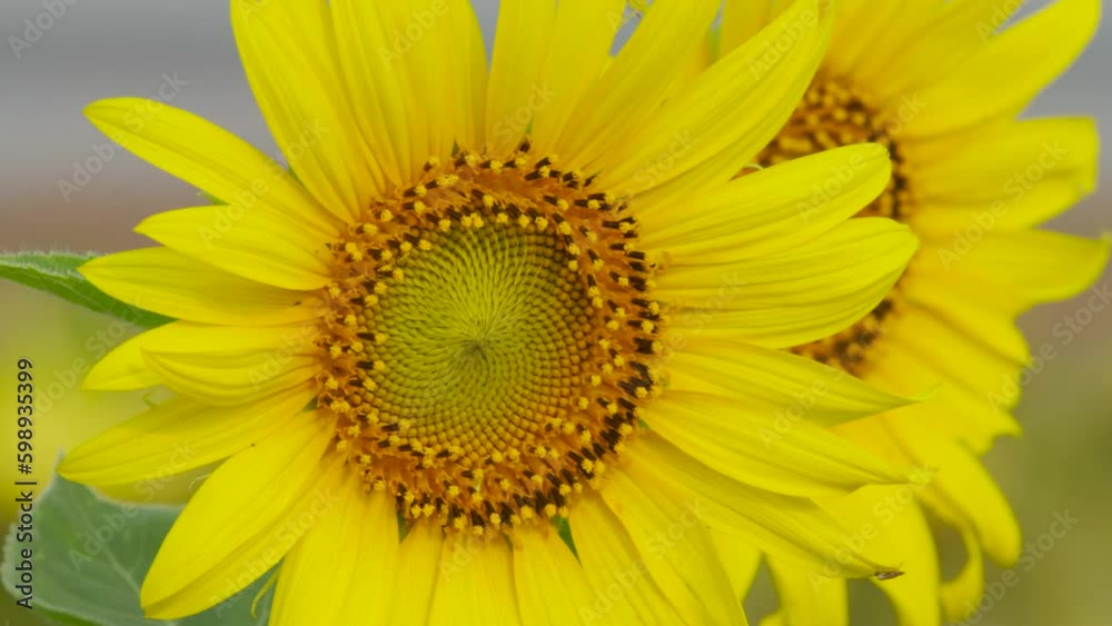 Close-up sunflower pollen, all sunflower details clearly visible. Close-up sunflower pollen, all sunflower details clearly visible.