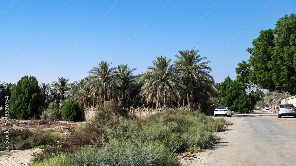 Beautiful palm trees landscape background