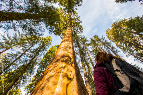 Girl in Sequoia National Park, United States Of America photo