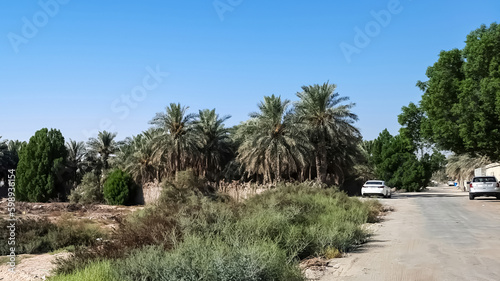 Beautiful palm trees landscape background