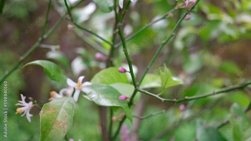 レモンの木の白い花とピンク色の蕾 レモンの木の白い花とピンク色の蕾